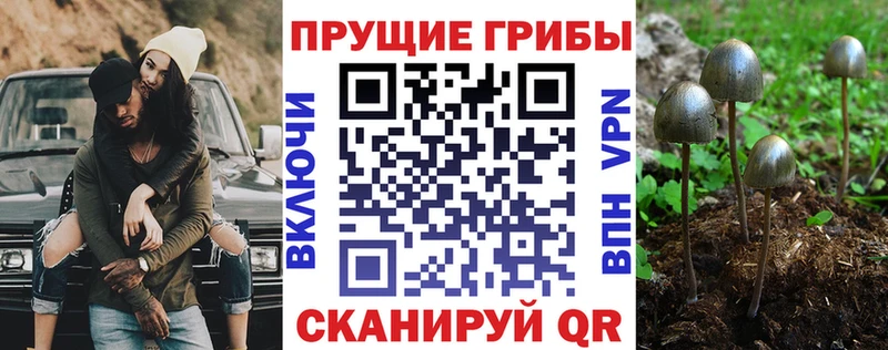Галлюциногенные грибы Psilocybine cubensis Новое Девяткино
